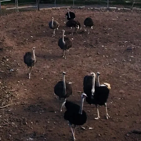 Camino Toledo Granja Avestruces * Las Zocas