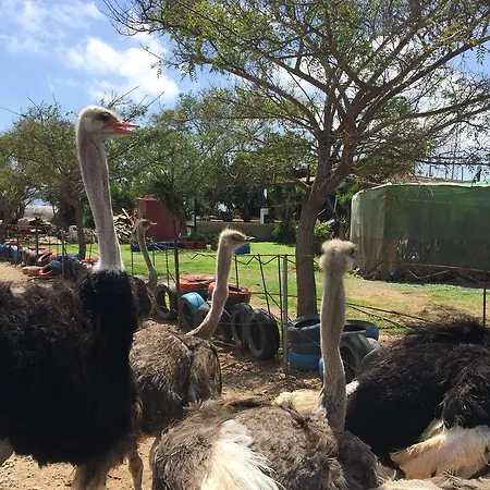 Camino Toledo Granja Avestruces فيلة *